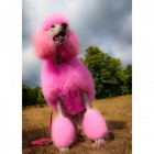 Permanent Pet Hair Dye - Charm Pink|150g Permanent Pet Hair Dye - Charm Pink|150g
