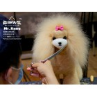 Teddy Model Dog Head Wig - Apricot (Csak szőr)
