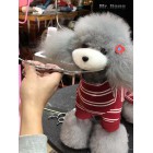 Teddy Model Dog | Whole Body Dog Wig - Gray Teddy Model Dog | Whole Body Dog Wig - Gray