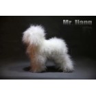 Teddy Model Dog | Whole Body Dog Wig - White (Csak szőr)