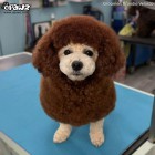 Dog Hair Dye-Teddy Brown | 60ml*2 (két komponensű)