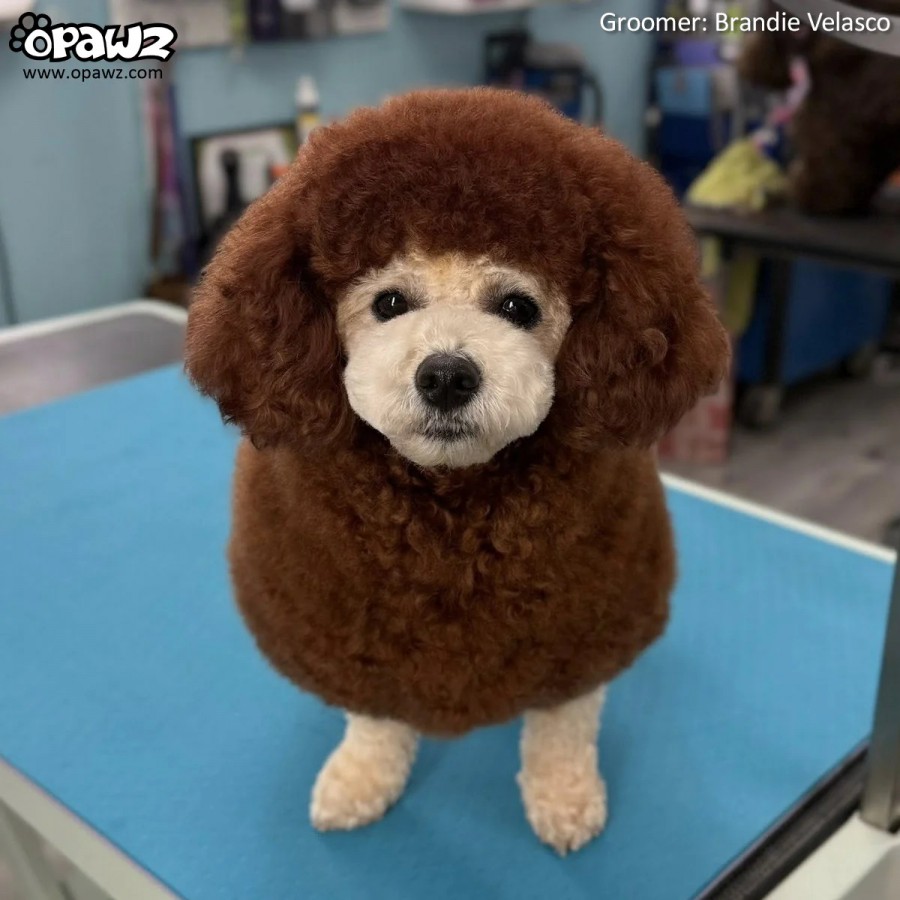 Dog Hair Dye-Teddy Brown | 60ml*2 (két komponensű)